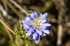 Perezia pedicularidifolia