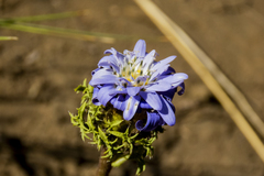 Perezia pedicularidifolia
