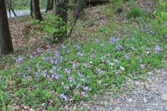 Phlox divaricata