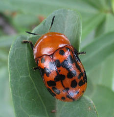 Conchyloctenia punctata