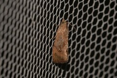Cryptophlebia ombrodelta