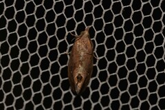 Cryptophlebia ombrodelta