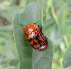 Conchyloctenia punctata