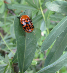 Conchyloctenia punctata