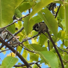 Passer montanus saturatus