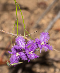 Thysanotus tuberosus