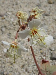 Chylismia claviformis integrior