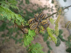 Pachylis argentinus