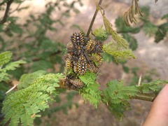 Pachylis argentinus