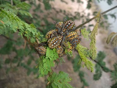 Pachylis argentinus