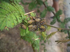 Pachylis argentinus