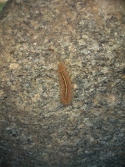 Paracles fusca