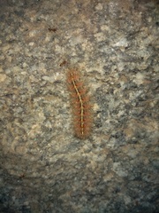 Paracles fusca