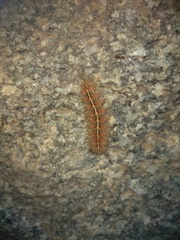 Paracles fusca
