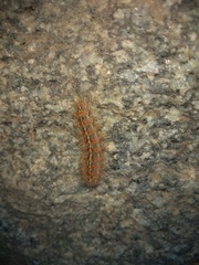 Paracles fusca