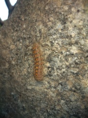 Paracles fusca