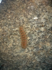 Paracles fusca