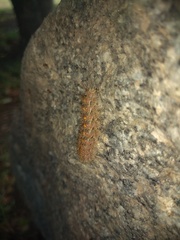 Paracles fusca