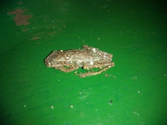 Boana pulchella
