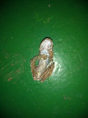 Boana pulchella