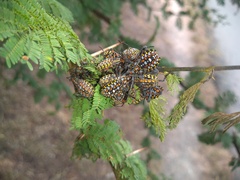Pachylis argentinus