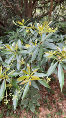 Machilus