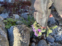 Phacelia crenulata ambigua