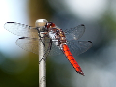 Libellula herculea