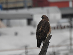 Buteo jamaicensis