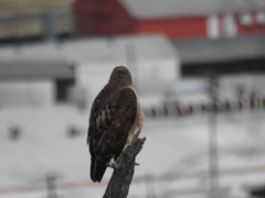 Buteo jamaicensis