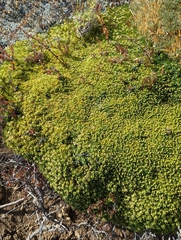 Azorella monantha