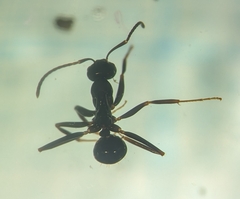 Prolasius nitidissimus