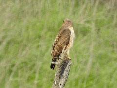 Buteo jamaicensis