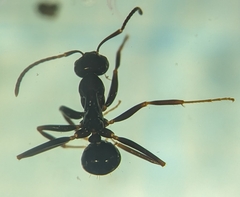 Prolasius nitidissimus