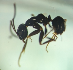 Prolasius nitidissimus