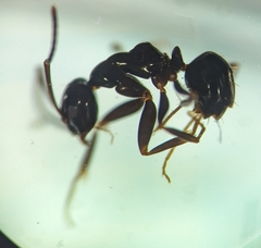 Prolasius nitidissimus