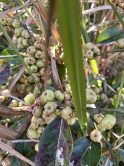 Glochidion zeylanicum