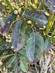 Glochidion zeylanicum