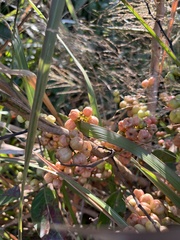 Glochidion zeylanicum