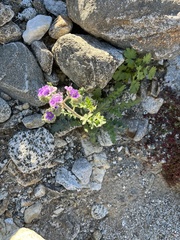 Phacelia crenulata ambigua