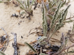 Penstemon ammophilus