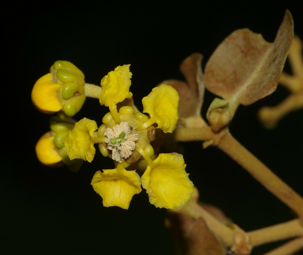 Tetrapterys calophylla
