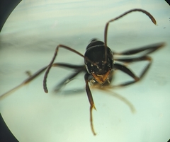 Prolasius nitidissimus