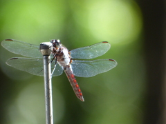 Libellula herculea