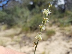 Eriogonum racemosum