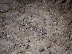 Gordioidea