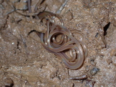 Gordioidea