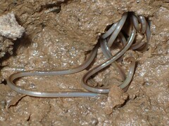 Gordioidea