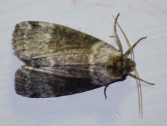 Tetheella fluctuosa