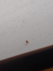 Drosophilidae